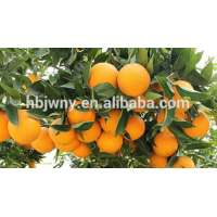 Organic food flavor fruit oranges from China